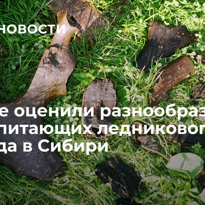 Ученые оценили разнообразие млекопитающих ледникового периода в Сибири