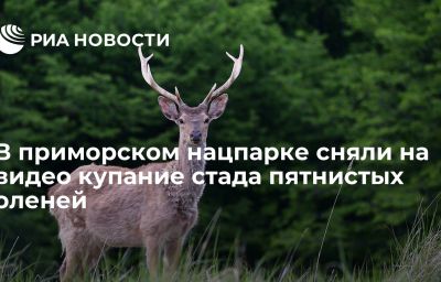 В приморском нацпарке сняли на видео купание стада пятнистых оленей