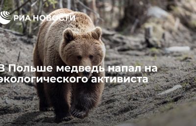 В Польше медведь напал на экологического активиста