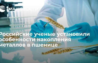 Российские ученые установили особенности накопления металлов в пшенице