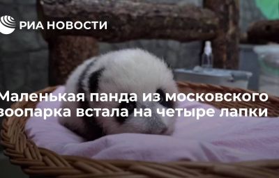 Маленькая панда из московского зоопарка встала на четыре лапки