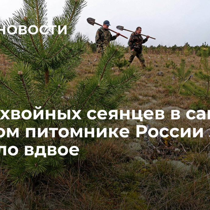 Число хвойных сеянцев в самом крупном питомнике России за год выросло вдвое