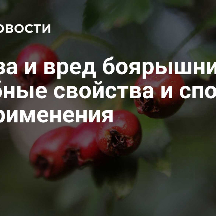 Польза и вред боярышника: лечебные свойства и способы его применения