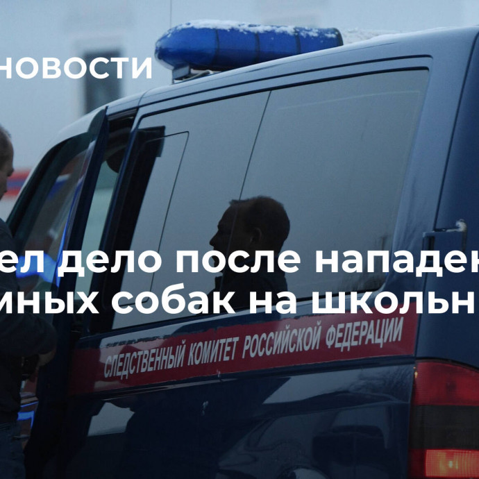 СК завел дело после нападения бездомных собак на школьника в Омске