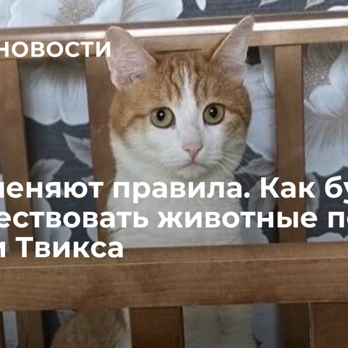 Коты меняют правила. Как будут путешествовать животные после гибели Твикса