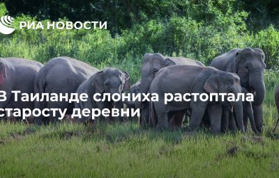 В Таиланде слониха растоптала старосту деревни