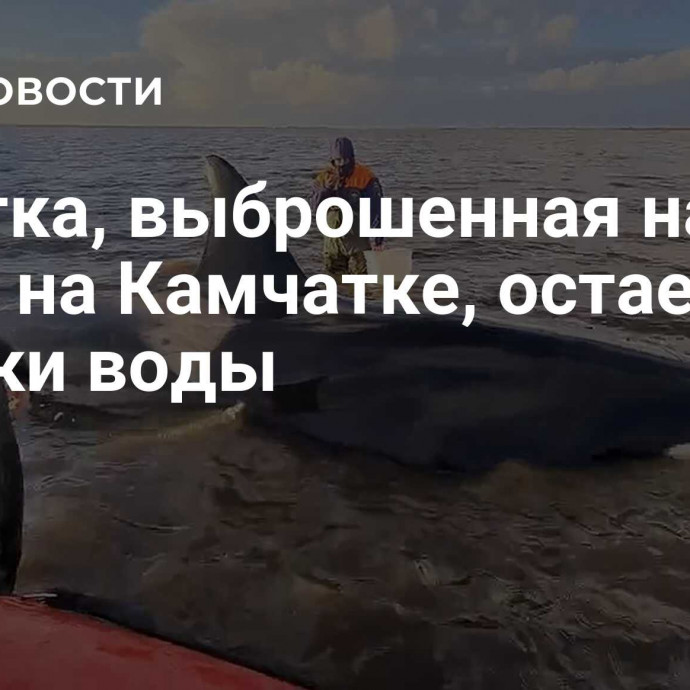 Косатка, выброшенная на берег на Камчатке, остается у кромки воды