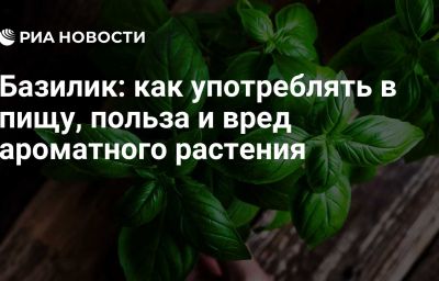 Базилик: как употреблять в пищу, польза и вред ароматного растения