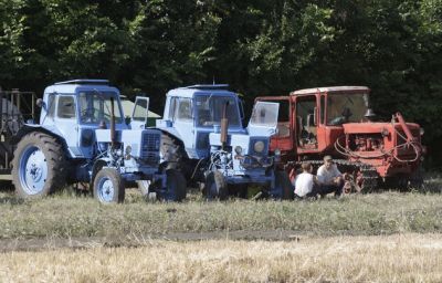 В сельское хозяйство России внедряется новая культура – мискантус