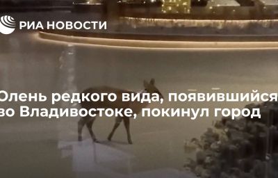 Олень редкого вида, появившийся во Владивостоке, покинул город