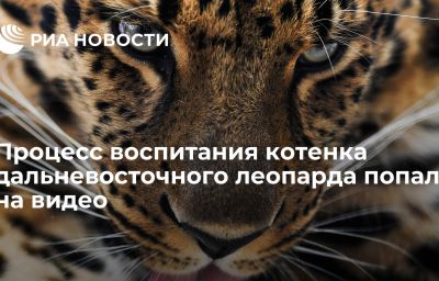 Процесс воспитания котенка дальневосточного леопарда попал на видео