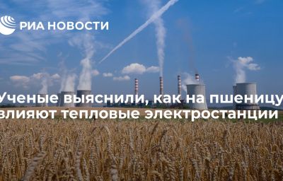 Ученые выяснили, как на пшеницу влияют тепловые электростанции